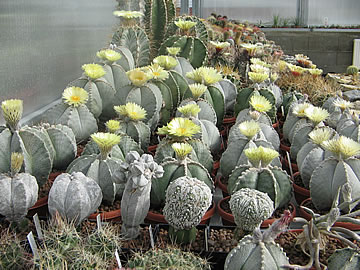 Astrophytum, foto MR